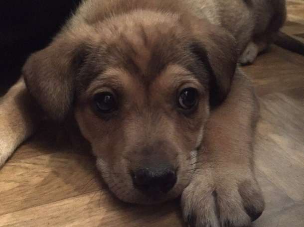  Отдам щенков в хорошие руки!, фотография 2