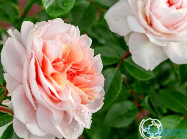 Роза сабрина, мейян, фотография 1