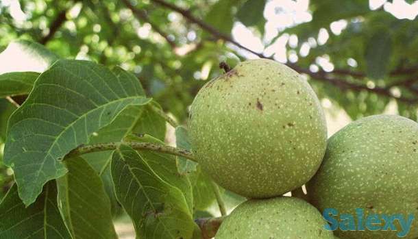 Саженцы Грецкого ореха Десертный, фотография 1