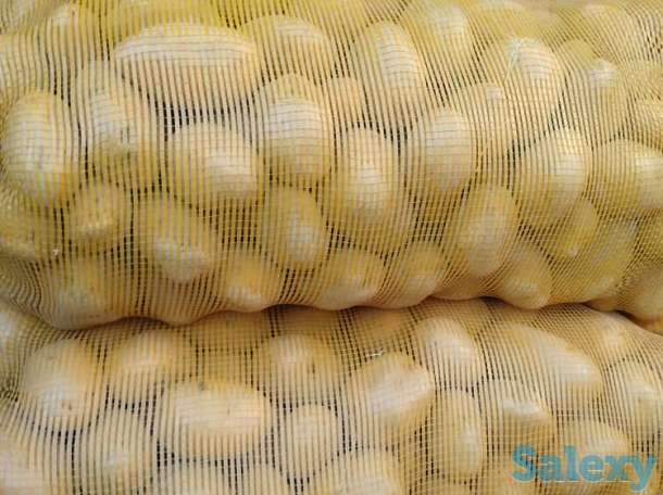 Картошка ОПТОМ, фотография 2