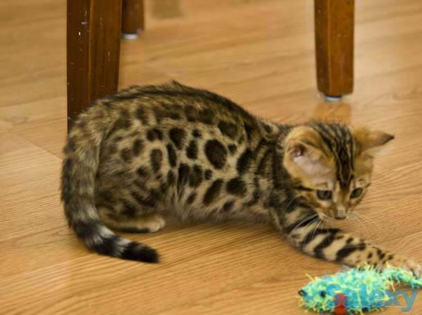 Котята Бенгальской породы, фотография 1