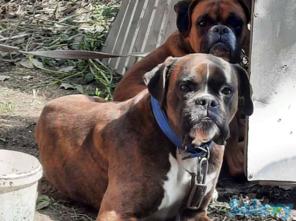 Продаются чистокровные щенки немецкого боксера, фотография 1