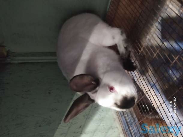 Кролики, фотография 2