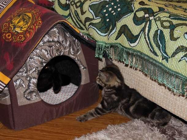 отдам в хорошие руки, фотография 6