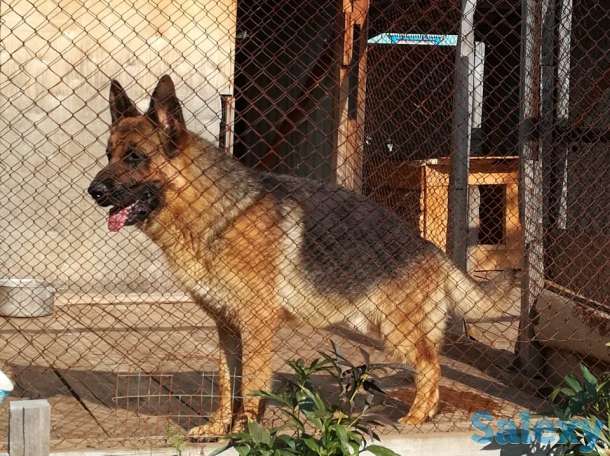 Продам щенков немецкой овчарки, фотография 2