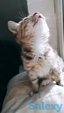 Отдам котёнка, фотография 2