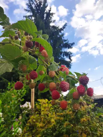 Продам саженцы малины, фотография 5