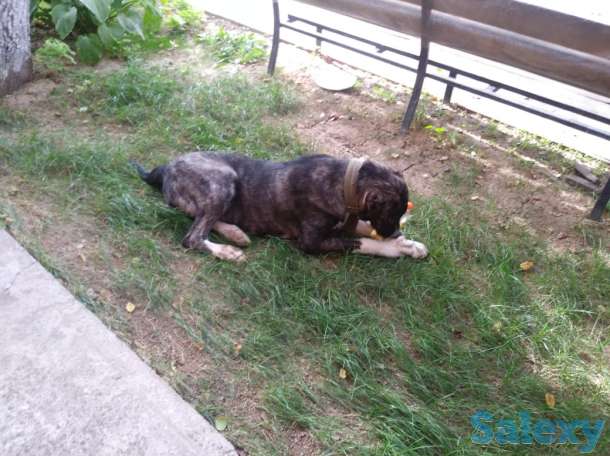 Продам алабая, фотография 2