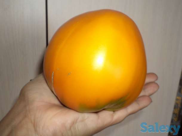 Рассада томатов, самые вкусные сорта, фотография 4