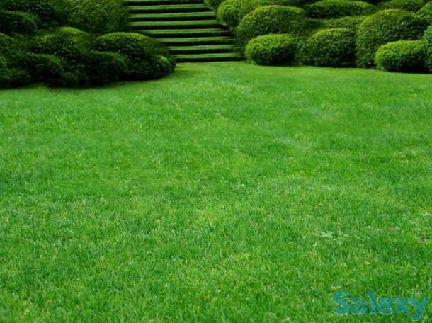 Устройство рулонного газона в Алматы, фотография 5