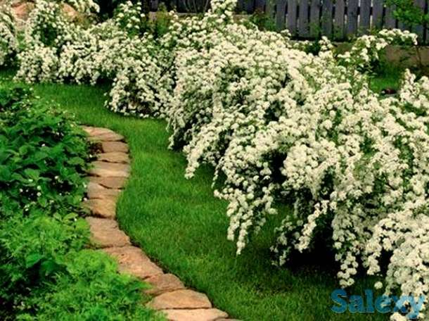 посадка фруктовых деревьев, фотография 3