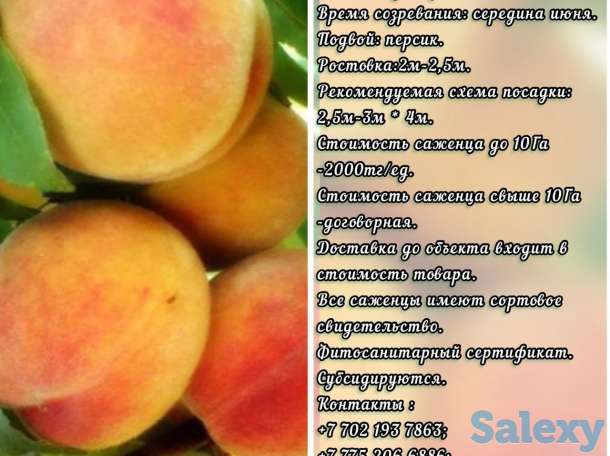 Саженец персика Spring Time (Спринг Тайм) Сербия, фотография 1