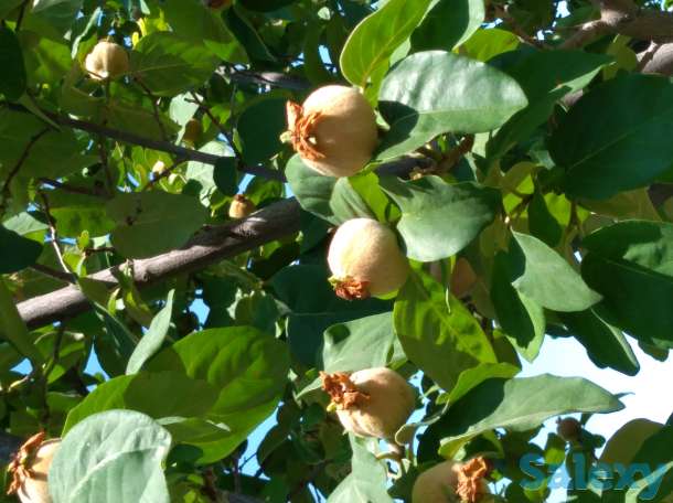 Продам дачу, фотография 5