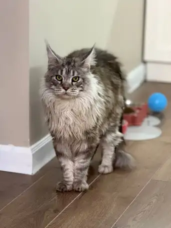 Мейн-Кун для вязки, фотография 1