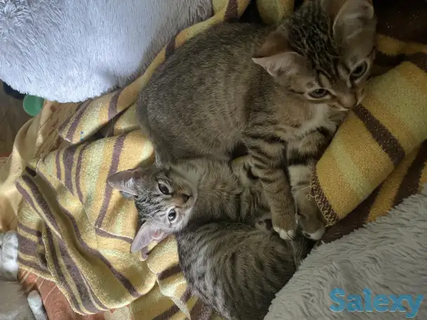 Котята в добрые руки, фотография 2