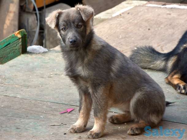 Отдам щенков дворняжек, любящим этих милых, неприхотливых и верных охранников, людям., фотография 4