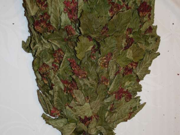 Веник для бани Канадский дуб, фотография 5