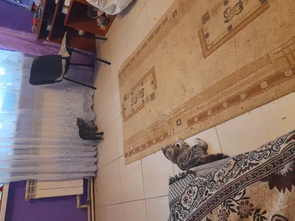 Продам двух Шотланских кошек вислоухую и прямоухую по  5 месяцев, фотография 2