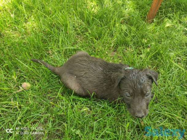 Щенки овчарки, фотография 7