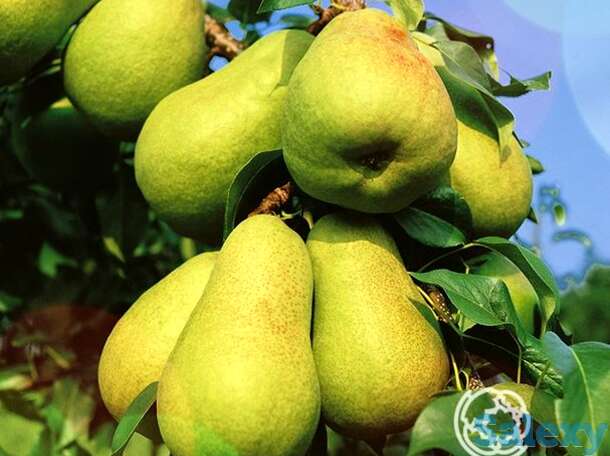 Груша нежность, фотография 1