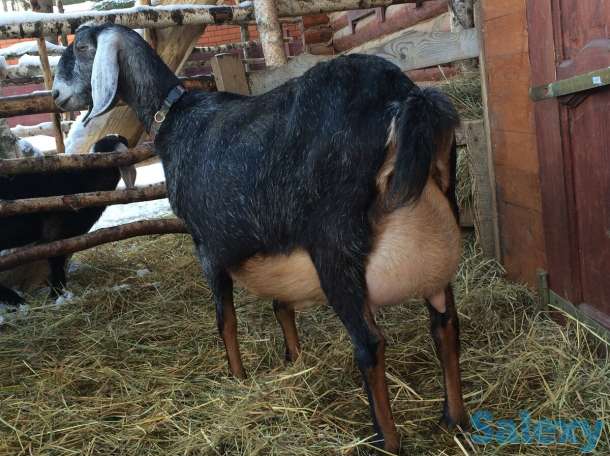 Племенные козы Англо-нубийскиой породы (скот из Европы класса Элита и Элита Рекорд), фотография 2