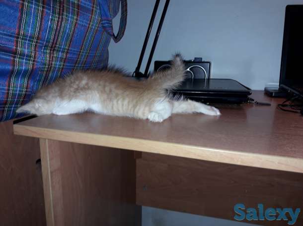 Отдам в добрые руки 1 месячного рыжего котёнка., фотография 4