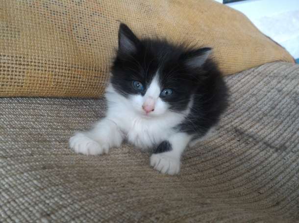 Отдам котят в хорошие руки, фотография 4