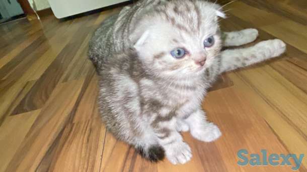 Продам котят мальчиков и девочек., фотография 2