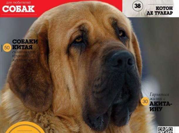 Щенки испанского мастифа, фотография 2