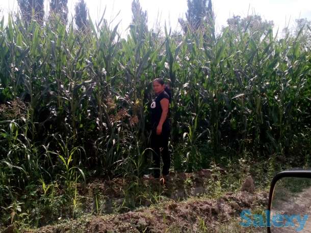 Продается участок к/х 25га, Алматинская область,Енбекшиказахский район,с.Космос., фотография 3