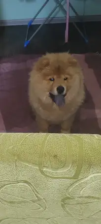 Срочно продам щенка чау-чау девочка, фотография 1