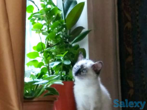 Девочка котёнок 2,5 мес. сиамо-балинезийской породы, фотография 2