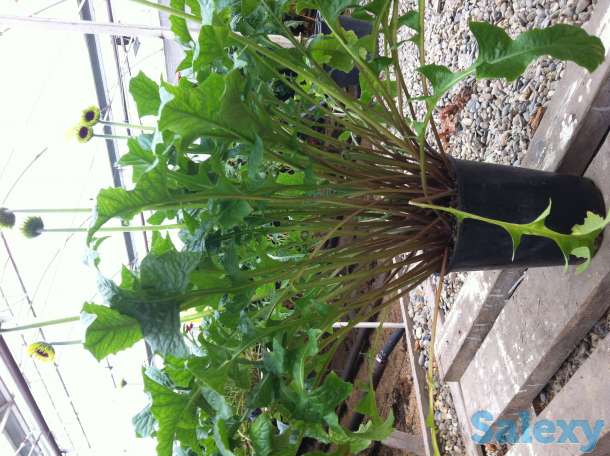 Продаю саженцы герберы, фотография 1