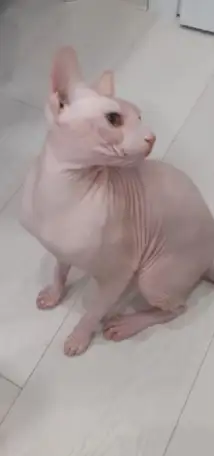 Сфинкс кота продаю, фотография 1