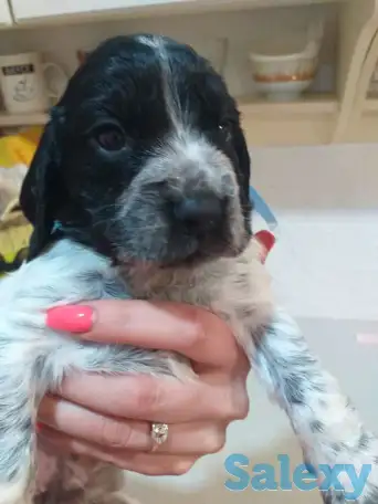 Готовятся к продаже щенки Русского спаниеля, фотография 9