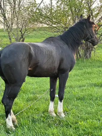 Срочно продам, фотография 2