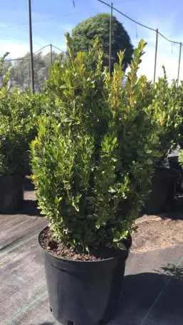 Самшит вечнозеленый, фотография 1