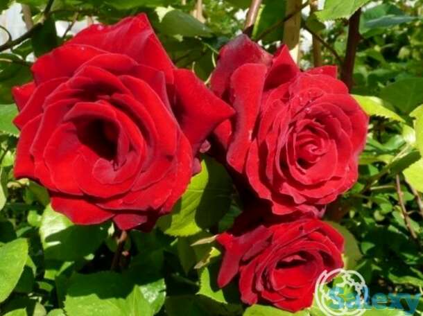 Роза грандесса плетистая, топалович, фотография 1