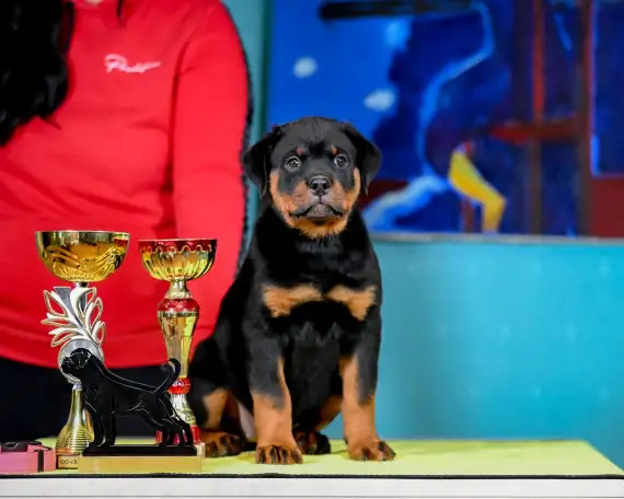 Продаю породистых щенков, фотография 4