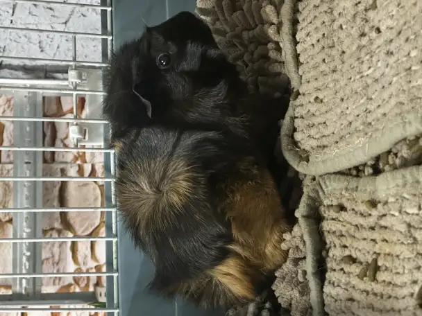 Морские свинки, фотография 2