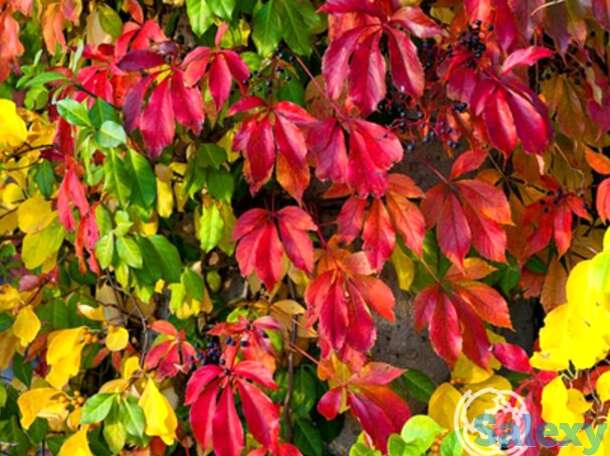 Девичий виноград, фотография 1