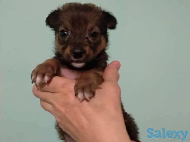 Отдам три маленьких счастья в добрые руки, фотография 3