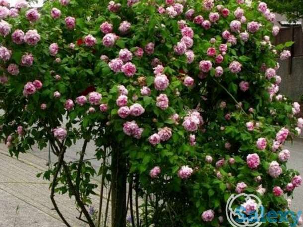 Роза фердинанд пичард, гийо, фотография 1