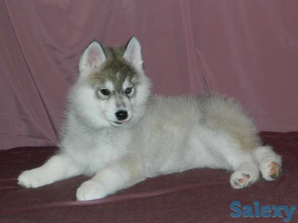 Породные щенки хаски, фотография 9