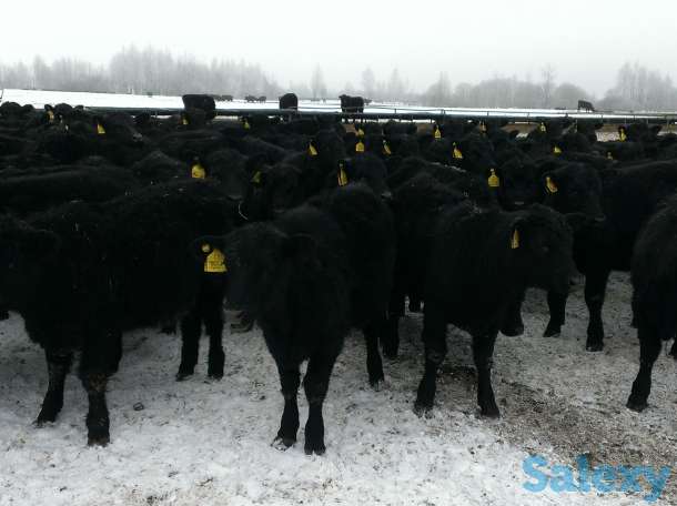 Бычки Тёлочки Телята, фотография 1