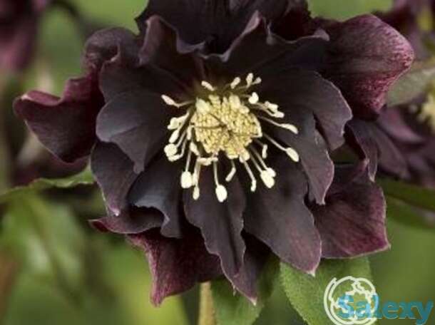 Морозник махровый эллен пепл, фотография 1