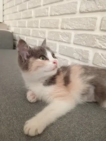 отдам котёнка в хорошие руки, фотография 2