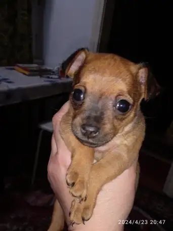 Продается щенок той терьера, фотография 5