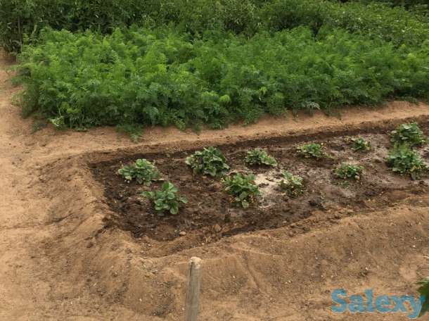 Продам дачу в обществе Союз, фотография 5