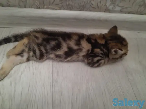 Отдам котят, фотография 4